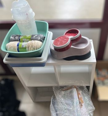 Collecte de dons pour la SPA organisée par les élèves de CAP AEPE - Lycée Saint Charles